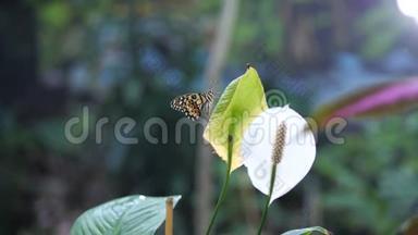 一个美丽的花园，一只蝴蝶坐在一朵花上，一个小女孩走过来闻着颜色。 4K慢慢